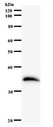 ETV3 Antibody - Western blot of immunized recombinant protein using ETV3 antibody.