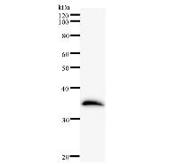 ETV3 Antibody - Western blot analysis of immunized recombinant protein, using anti-ETV3 monoclonal antibody.