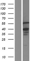 ETV3 Protein - Western validation with an anti-DDK antibody * L: Control HEK293 lysate R: Over-expression lysate