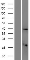 ETV3L Protein - Western validation with an anti-DDK antibody * L: Control HEK293 lysate R: Over-expression lysate