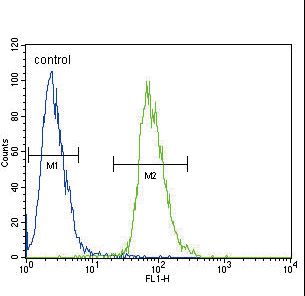 ETV5 / ERM Antibody - ETV5 Antibody flow cytometry of 293 cells (right histogram) compared to a negative control cell (left histogram). FITC-conjugated goat-anti-rabbit secondary antibodies were used for the analysis.