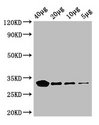eutC Antibody - Western Blot Positive WB detected in: Rosseta bacteria lysate at 40µg, 20µg, 10µg, 5µg All lanes: eutC antibody at 0.42µg/ml Secondary Goat polyclonal to rabbit IgG at 1/50000 dilution Predicted band size: 32 kDa Observed band size: 32 kDa