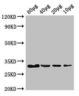 eutC Antibody - Western Blot Positive WB detected in: Rosseta bacteria lysate at 80µg, 40µg, 20µg, 10µg All lanes: eutC antibody at 3µg/ml Secondary Goat polyclonal to rabbit IgG at 1/50000 dilution predicted band size: 32 kDa observed band size: 32 kDa