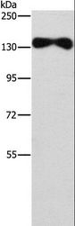 EVC2 Antibody - Western blot analysis of Human placenta tissue, using EVC2 Polyclonal Antibody at dilution of 1:450.