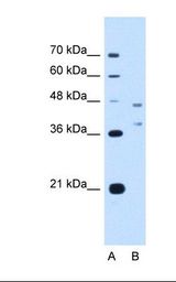 EVI2B Antibody - Lane A: Marker. Lane B: HepG2 cell lysate. Antibody concentration: 2.5 ug/ml. Gel concentration: 12%.  This image was taken for the unconjugated form of this product. Other forms have not been tested.