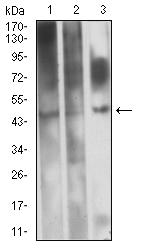 EVI2B Antibody - Western blot analysis using CD361 mouse mAb against HL-60 (1), Raji (2), and PC-12 (3) cell lysate.