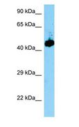 EVL Antibody - EVL antibody Western Blot of Mouse Stomach.  This image was taken for the unconjugated form of this product. Other forms have not been tested.