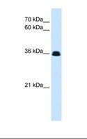 EVX1 Antibody - Drosophila cell lysate. Antibody concentration: 0.25 ug/ml. Gel concentration: 12%.  This image was taken for the unconjugated form of this product. Other forms have not been tested.