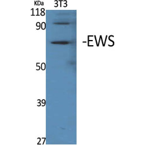 EWSR1 / EWS Antibody - Western blot of EWS antibody