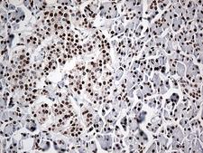 EWSR1 / EWS Antibody - Immunohistochemical staining of paraffin-embedded Human pancreas tissue within the normal limits using anti-EWSR1 mouse monoclonal antibody. (Heat-induced epitope retrieval by 1mM EDTA in 10mM Tris buffer. (pH8.5) at 120°C for 3 min. (1:500)