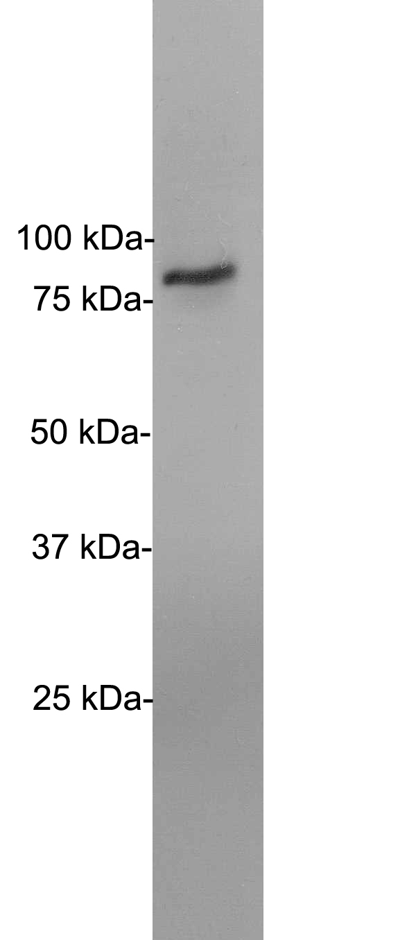 EWSR1 / EWS Antibody - Blots of whole HeLa cell lysates blotted with EWSR1 / EWS antibody. EWSR1 / EWS antibody binds strongly and cleanly to a band at about 85 kDa. Position at which SDS-PAGE molecular weight standards run is are indicated at left.