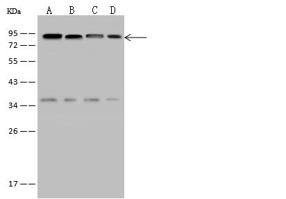 EWSR1 / EWS Antibody - Anti-EWSR1 rabbit polyclonal antibody at 1:500 dilution. Lane A: U-251 MG Whole Cell Lysate. Lane B: HeLa Whole Cell Lysate. Lane C: Jurkat Whole Cell Lysate. Lane D: HepG2 Whole Cell Lysate. Lysates/proteins at 30 ug per lane. Secondary: Goat Anti-Rabbit IgG (H+L)/HRP at 1/10000 dilution. Developed using the ECL technique. Performed under reducing conditions. Predicted band size: 68 kDa.