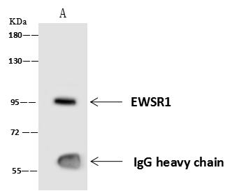 EWSR1 / EWS Antibody - EWSR1 was immunoprecipitated using: Lane A: 0.5 mg HeLa Whole Cell Lysate. 4 uL anti-EWSR1 rabbit polyclonal antibody and 60 ug of Immunomagnetic beads Protein A/G. Primary antibody: Anti-EWSR1 rabbit polyclonal antibody, at 1:100 dilution. Secondary antibody: Goat Anti-Rabbit IgG (H+L)/HRP at 1/10000 dilution. Developed using the ECL technique. Performed under reducing conditions. Predicted band size: 68 kDa. Observed band size: 90 kDa.