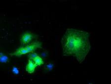 EXD1 Antibody - Anti-EXD1 mouse monoclonal antibody immunofluorescent staining of COS7 cells transiently transfected by pCMV6-ENTRY EXD1.
