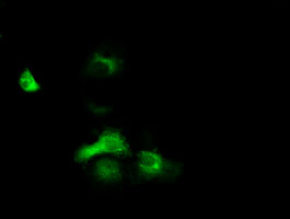 EXD1 Antibody - Anti-EXD1 mouse monoclonal antibody immunofluorescent staining of COS7 cells transiently transfected by pCMV6-ENTRY EXD1.