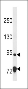 EXD3 Antibody - EXD3 Antibody western blot of 293 cell line lysates (35 ug/lane). The EXD3 Antibody detected the EXD3 protein (arrow).