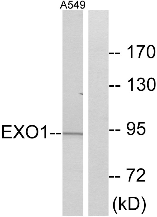 EXO1 Antibody - Western blot analysis of lysates from A549 cells, using EXO1 Antibody. The lane on the right is blocked with the synthesized peptide.