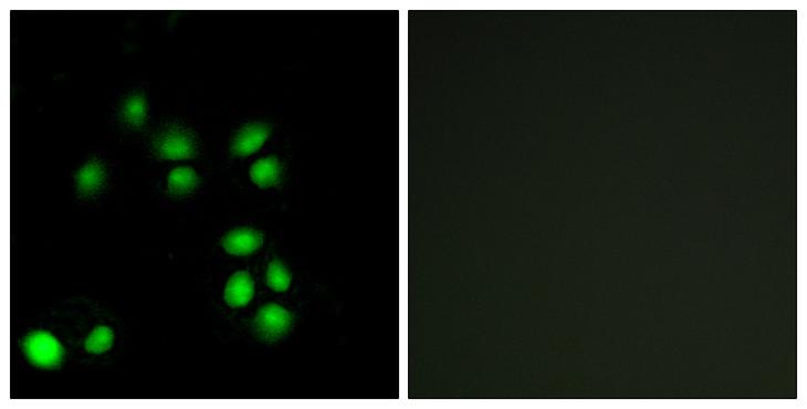 EXO1 Antibody - Peptide - + Immunofluorescence analysis of A549 cells, using EXO1 antibody.