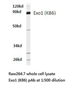 EXO1 Antibody - Western blot of Exo1 (K86) pAb in extracts from raw264.7 cells.