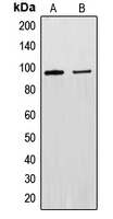EXO1 Antibody - Western blot analysis of EXO1 expression in Raw264.7 (A); A431 (B) whole cell lysates.