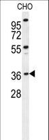 EXO5 / Exonuclease 5 Antibody - DEM1 Antibody western blot of CHO cell line lysates (35 ug/lane). The DEM1 antibody detected the DEM1 protein (arrow).