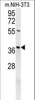EXO5 / Exonuclease 5 Antibody - DEM1 Antibody western blot of mouse NIH-3T3 cell line lysates (35 ug/lane). The DEM1 antibody detected the DEM1 protein (arrow).
