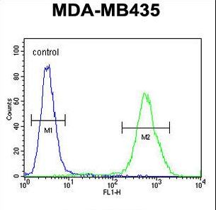EXO5 / Exonuclease 5 Antibody - DEM1 Antibody flow cytometry of MDA-MB435 cells (right histogram) compared to a negative control cell (left histogram). FITC-conjugated goat-anti-rabbit secondary antibodies were used for the analysis.