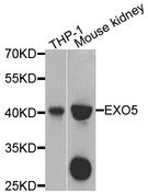 EXO5 / Exonuclease 5 Antibody - Western blot analysis of extracts of various cells.
