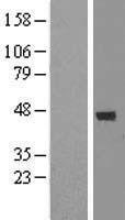 EXO5 / Exonuclease 5 Protein - Western validation with an anti-DDK antibody * L: Control HEK293 lysate R: Over-expression lysate