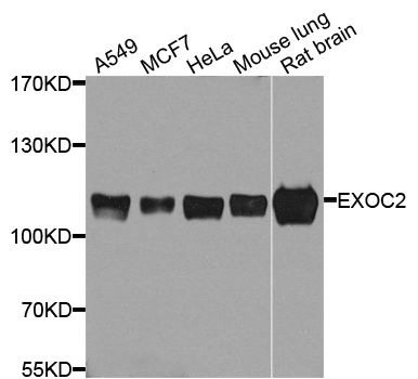 EXOC2 / SEC5 Antibody - Western blot analysis of extract of various cells.