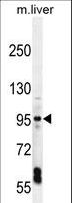 EXOC3L1 Antibody - EXOC3L Antibody western blot of mouse liver tissue lysates (35 ug/lane). The EXOC3L antibody detected the EXOC3L protein (arrow).