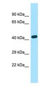EXOC3L2 Antibody - EXOC3L2 antibody Western Blot of Fetal Lung.  This image was taken for the unconjugated form of this product. Other forms have not been tested.