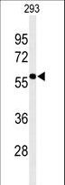 EXOC3L2 Antibody - Western blot of EXOC3L2 Antibody in 293 cell line lysates (35 ug/lane). EXOC3L2 (arrow) was detected using the purified antibody.
