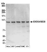 EXOC4 / SEC8 Antibody - Detection of human and mouse EXOC4/SEC8 by western blot. Samples: Whole cell lysate (50 µg) from HeLa, HEK293T, Jurkat, mouse TCMK-1, and mouse NIH 3T3 cells prepared using NETN lysis buffer. Antibody: Affinity purified rabbit anti-EXOC4/SEC8 antibody used for WB at 0.1 µg/ml. Detection: Chemiluminescence with an exposure time of 30 seconds.