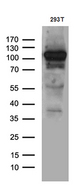 EXOC4 / SEC8 Antibody - Western blot analysis of extracts. (35ug) from 293T cell line by using anti-EXOC4 monoclonal antibody. (1:500)