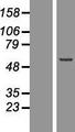 EXOC4 / SEC8 Protein - Western validation with an anti-DDK antibody * L: Control HEK293 lysate R: Over-expression lysate
