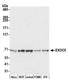 EXOC5 Antibody - Detection of human and mouse EXOC5 by western blot. Samples: Whole cell lysate (50 µg) from HeLa, HEK293T, Jurkat, mouse TCMK-1, and mouse NIH 3T3 cells prepared using NETN lysis buffer. Antibody: Affinity purified rabbit anti-EXOC5 antibody used for WB at 0.1 µg/ml. Detection: Chemiluminescence with an exposure time of 3 minutes.