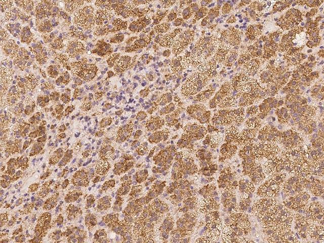 EXOC6 / SEC15 Antibody - Immunochemical staining of human EXOC6 in human adrenal gland with rabbit polyclonal antibody at 1:100 dilution, formalin-fixed paraffin embedded sections.