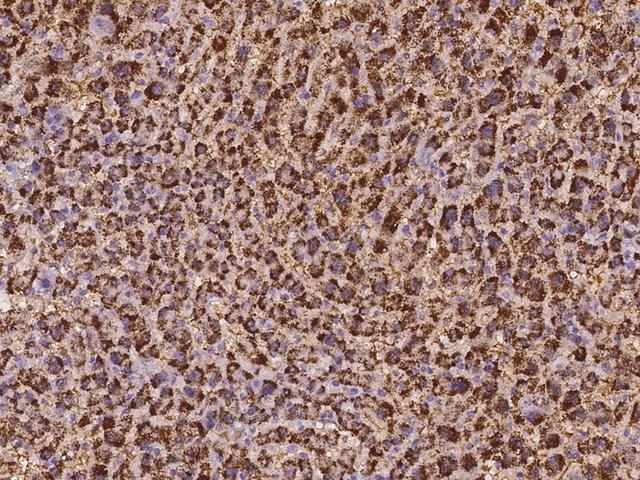 EXOC6 / SEC15 Antibody - Immunochemical staining of human EXOC6 in human liver with rabbit polyclonal antibody at 1:100 dilution, formalin-fixed paraffin embedded sections.