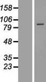 EXOC6 / SEC15 Protein - Western validation with an anti-DDK antibody * L: Control HEK293 lysate R: Over-expression lysate