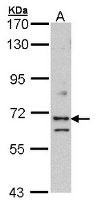 EXOC7 Antibody - Sample (30 ug of whole cell lysate). A: Hela. 7.5% SDS PAGE. EXOC7 antibody diluted at 1:1000.