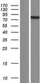 EXOC7 Protein - Western validation with an anti-DDK antibody * L: Control HEK293 lysate R: Over-expression lysate