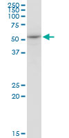 EXOG / ENDOGL1 Antibody - ENDOGL1 monoclonal antibody (M02), clone 2F7. Western blot of ENDOGL1 expression in NIH/3T3.