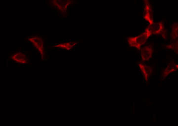 EXOG / ENDOGL1 Antibody - Staining HuvEc cells by IF/ICC. The samples were fixed with PFA and permeabilized in 0.1% Triton X-100, then blocked in 10% serum for 45 min at 25°C. The primary antibody was diluted at 1:200 and incubated with the sample for 1 hour at 37°C. An Alexa Fluor 594 conjugated goat anti-rabbit IgG (H+L) Ab, diluted at 1/600, was used as the secondary antibody.