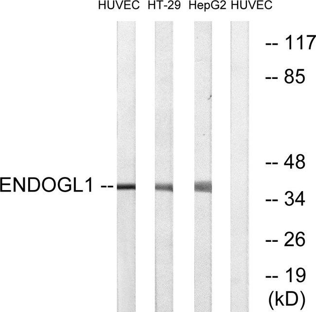 EXOG / ENDOGL1 Antibody - Western blot analysis of extracts from HUVEC cells, HT-29 cells and HepG2 cells, using ENDOGL1 antibody.