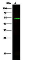 EXOG / ENDOGL1 Antibody - Anti-EXOG rabbit polyclonal antibody at 1:500 dilution. Lane A: NIH-3T3 Whole Cell Lysate. Lysates/proteins at 30 ug per lane. Secondary: Goat Anti-Rabbit IgG H&L (Dylight 800) at 1/10000 dilution. Developed using the Odyssey technique. Performed under reducing conditions. Predicted band size: 41 kDa. Observed band size: 50 kDa.