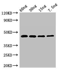 Exopolyphosphatase Antibody - Positive WB detected in Recombinant protein;All lanes:PPX1 antibody at 2.7?g/ml;Secondary;Goat polyclonal to rabbit IgG at 1/50000 dilution;predicted band size: 46 KDa;observed band size: 46 KDa;