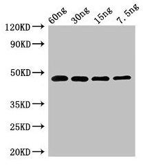 Exopolyphosphatase Antibody - Western Blot Positive WB detected in Recombinant protein All lanes: PPX1 antibody at 2.7µg/ml Secondary Goat polyclonal to rabbit IgG at 1/50000 dilution Predicted band size: 48 kDa Observed band size: 48 kDa