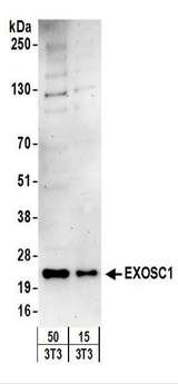 EXOSC1 / CSL4 Antibody - Detection of Mouse EXOSC1 by Western Blot. Samples: Whole cell lysate (15 and 50 ug) from mouse NIH3T3 cells. Antibodies: Affinity purified rabbit anti-EXOSC1 antibody used for WB at 1 ug/ml. Detection: Chemiluminescence with an exposure time of 3 minutes.