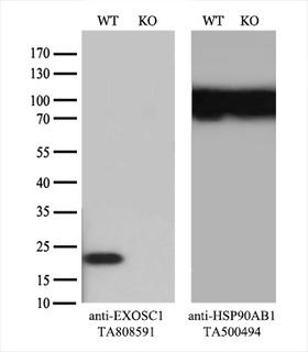 EXOSC1 / CSL4 Antibody - Equivalent amounts of cell lysates  and EXOSC1-Knockout HeLa cells  were separated by SDS-PAGE and immunoblotted with anti-EXOSC1 monoclonal antibody. Then the blotted membrane was stripped and reprobed with anti-HSP90 antibody as a loading control.